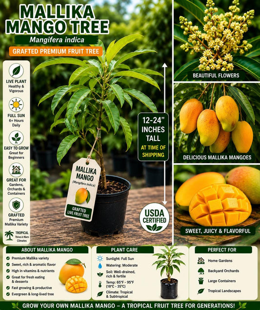 Grafted Mallika Mango Live Fruit Tree – Tropical Mangifera indica, 12–24 Inches, Edible Fruit, Evergreen Foliage