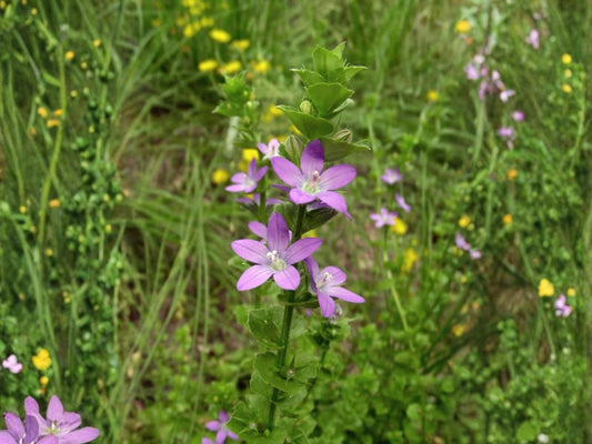 Venus' Looking Glass Seeds – Triodanis perfoliata Wildflower Seeds for Pollinator Gardens, Cottage Garden, Natural Landscape
