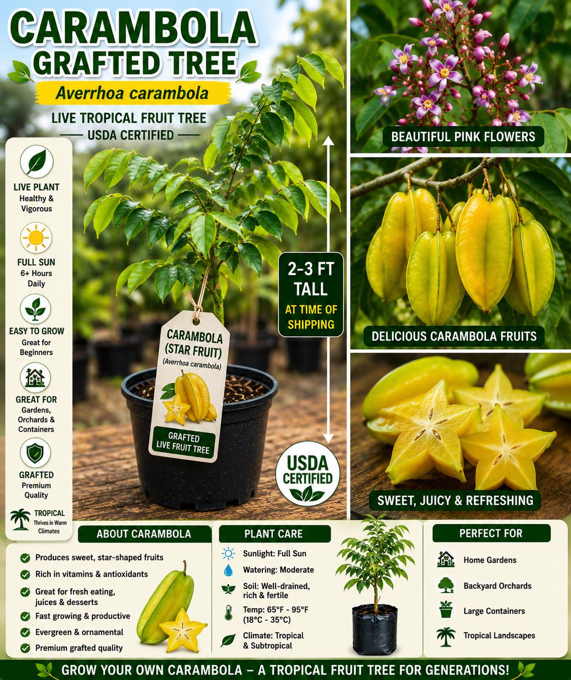 Grafted Carambola Fruit Tree – 2–3 Ft Live Tropical Star Fruit Tree – Averrhoa carambola for Garden, Orchard, Container Plant