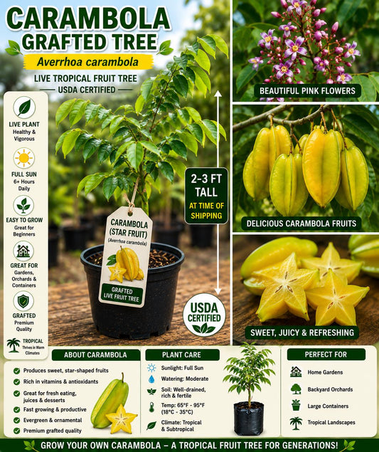 Grafted Carambola Fruit Tree – 2–3 Ft Live Tropical Star Fruit Tree – Averrhoa carambola for Garden, Orchard, Container Plant