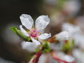 Prunus tomentosa Seeds – Nanking Cherry Shrub Seeds for Landscape, Garden & Bonsai Projects | Ornamental Plant Seeds