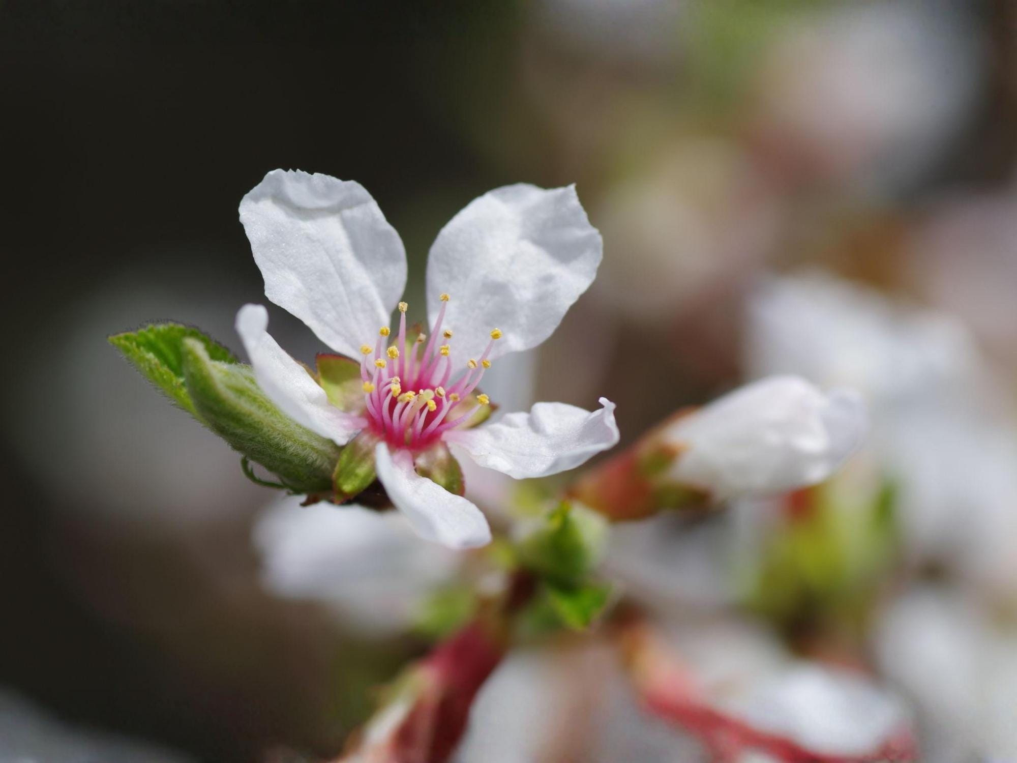 Prunus tomentosa Seeds – Nanking Cherry Shrub Seeds for Landscape, Garden & Bonsai Projects | Ornamental Plant Seeds