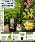 Otaheite Gooseberry Live Fruit Tree 1-2 Ft Tall | Tropical Phyllanthus acidus Edible Landscape Plant