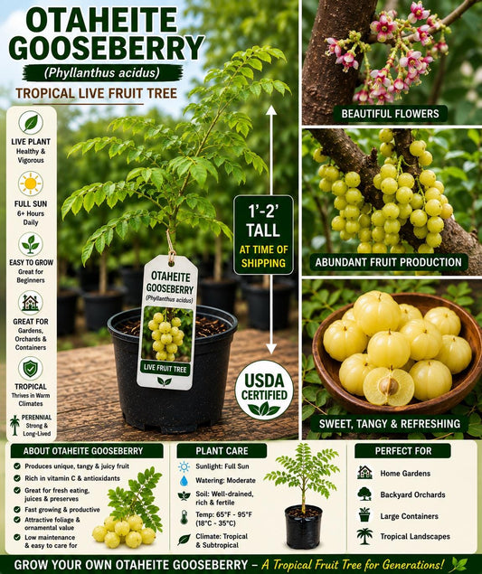 Otaheite Gooseberry Live Fruit Tree 1-2 Ft Tall | Tropical Phyllanthus acidus Edible Landscape Plant