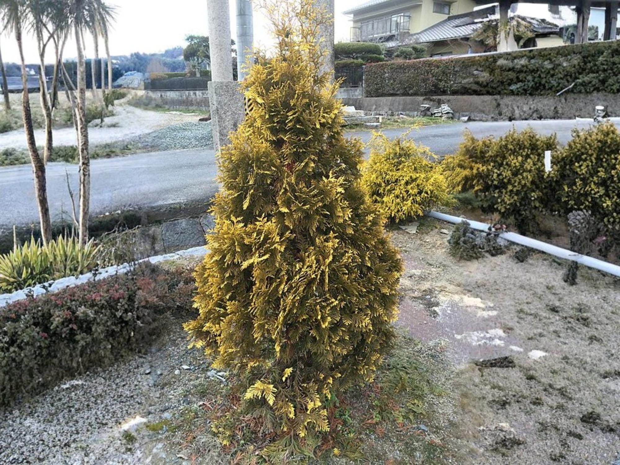 Eastern Arborvitae Seeds – Thuja occidentalis Evergreen Tree Shrub for Landscaping & Bonsai