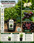 Live Grumichama Fruit Tree – Eugenia brasiliensis, 1-2 Ft Tall, Tropical Edible Tree for Garden & Container Growth
