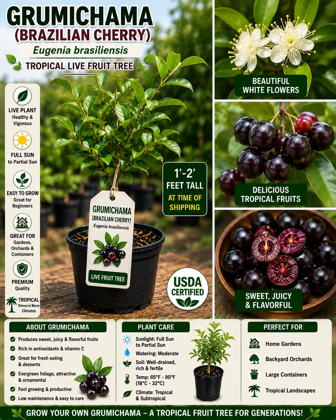 Live Grumichama Fruit Tree – Eugenia brasiliensis, 1-2 Ft Tall, Tropical Edible Tree for Garden & Container Growth