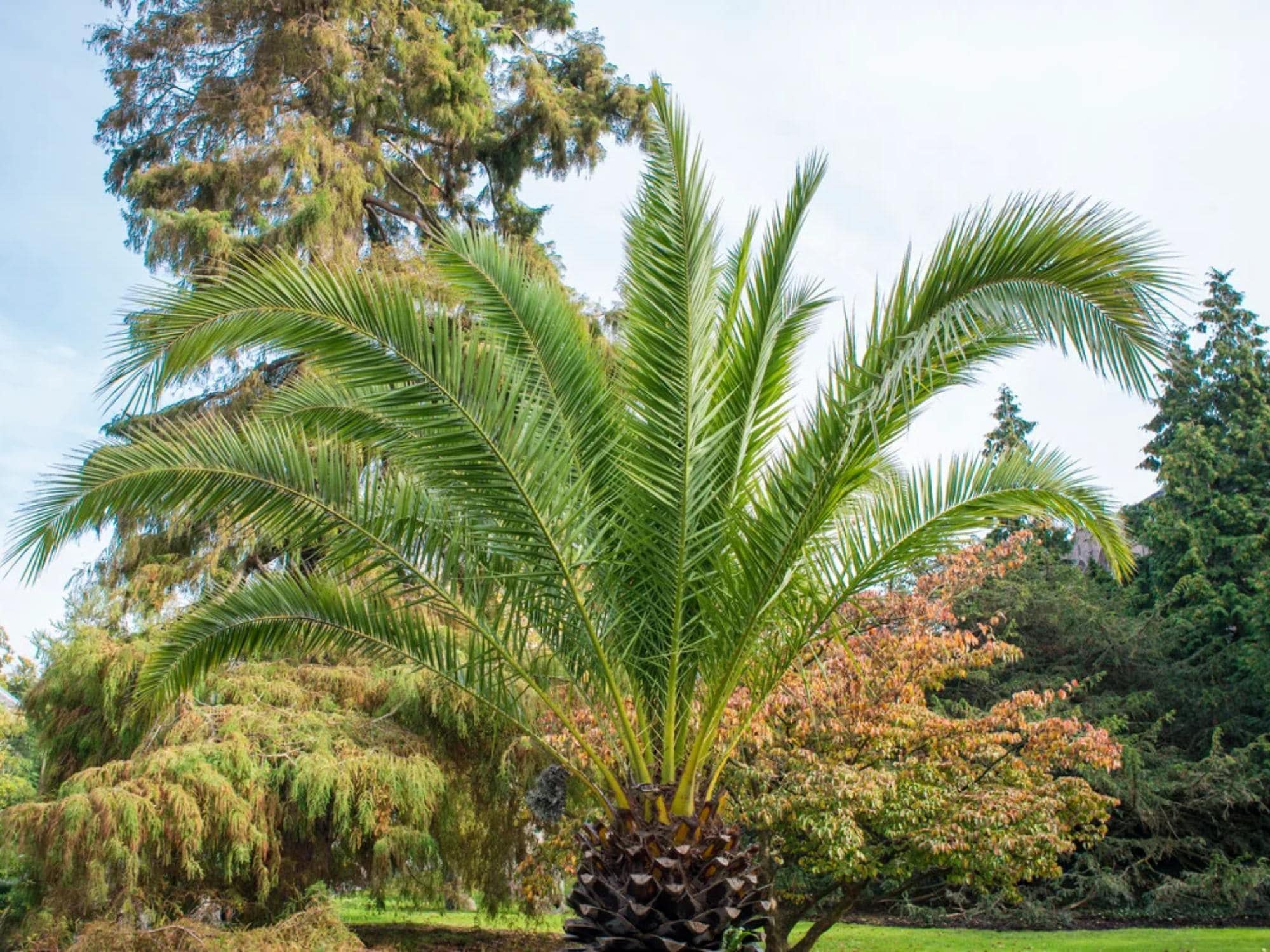 Canary Date Palm Seeds – Phoenix canariensis Palm Tree Seeds for Tropical Landscape, Garden, Container Planting