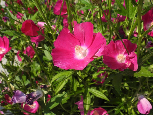Bush's Poppy Mallow Seeds – Callirhoe bushii Wildflower Seeds for Pollinator Gardens, Cottage, Meadow, Natural Landscaping