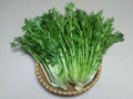 Mizuna Spinach Seeds – Vegetable Seeds for Home Garden, Edible, Brassica rapa, Kitchen Garden, Container, Raised Bed