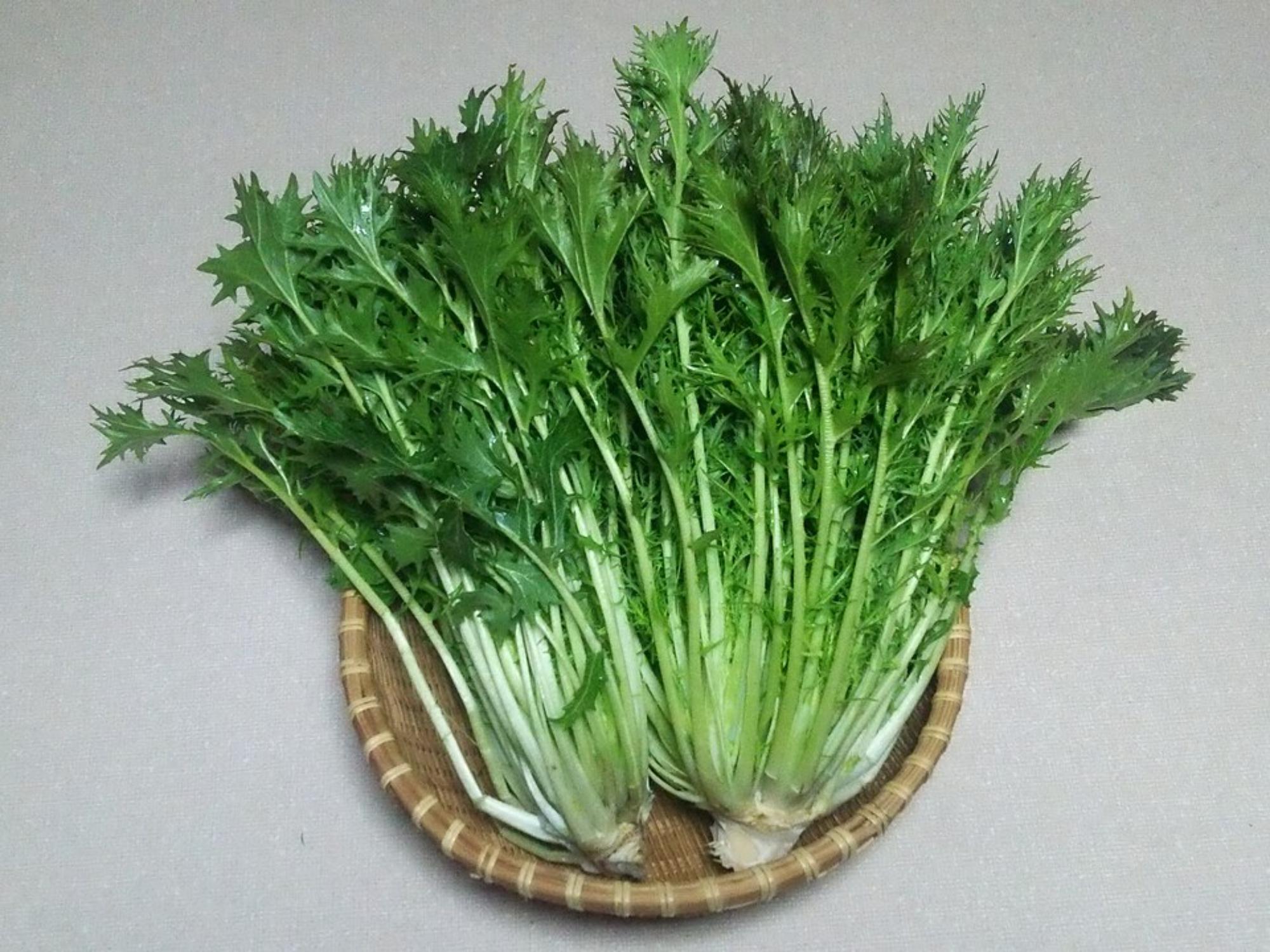 Mizuna Spinach Seeds – Vegetable Seeds for Home Garden, Edible, Brassica rapa, Kitchen Garden, Container, Raised Bed