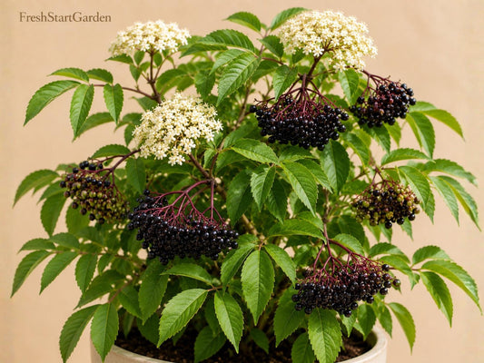 100+ Hardy Chicago Fig Seeds – Cold-Hardy Ficus carica for Garden, Container, Patio Growing
