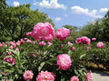 Twinkle Mix Phlox (Phlox drummondii) - Vibrant Star-Shaped Annual Flowers for Borders & Pollinator Gardens