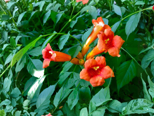 Peaches & Cream Corn Seeds, Bicolor Sweet Corn, Zea Mays, 25 Premium Seeds for Home Gardens, Early-Maturing, Full Sun