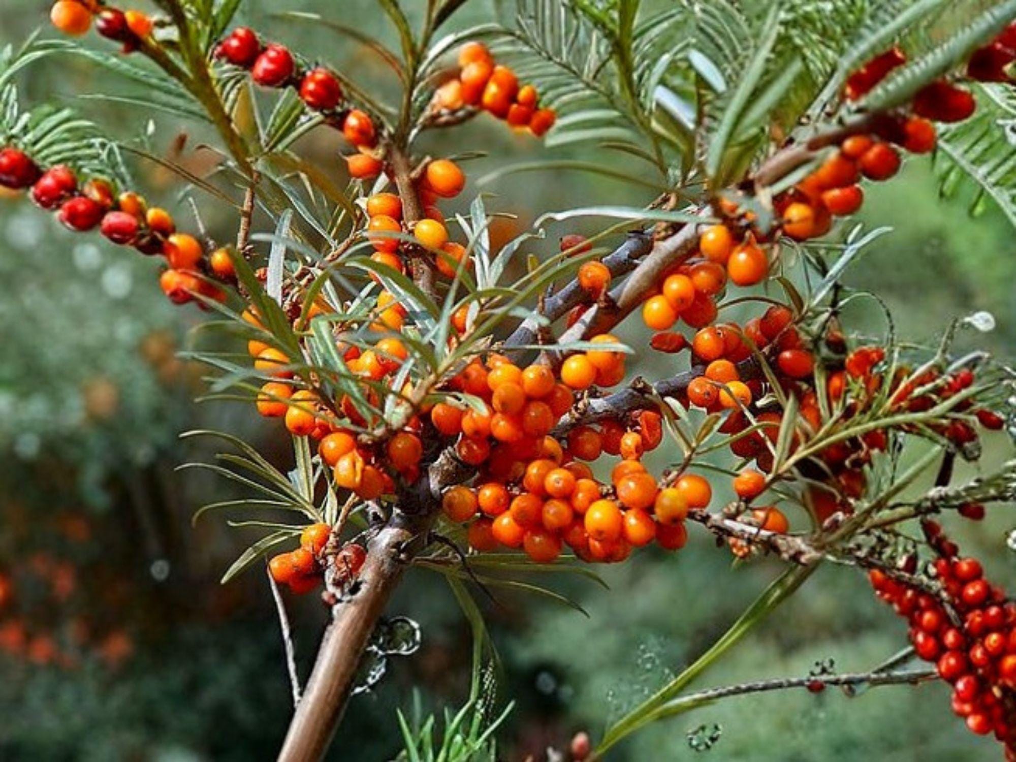 500 Seeds Wrinkled Crinkled Cress Microgreen Herb Lepidium sativum, Edible, Fast-Growing, Zesty, Decorative