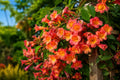 Bignonia Crossvine Starter Plant - Tangerine Beauty, Climbing Vine, Butterfly Attractant, Bignonia capreolata
