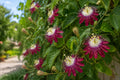 Red Burgundy Passion Flower Vine Live Plant - Fragrant Passiflora for Gardens & Trellises - Exotic Climbing Vine in 4-Inch Pot