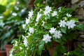 Maid of Orleans Jasmine Plant - Rooted Starter - Fragrant White Flowers - Jasminum sambac Indoor Outdoor