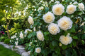 Live Starter Plant - Jury's Yellow Camellia Japonica - Unique Bloom, Hardy, USA Seller