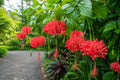 Rooted Chinese Lantern Hibiscus Starter Plant - Hibiscus schizopetalus, Fringed Petals, Potted, Exotic Garden Plant