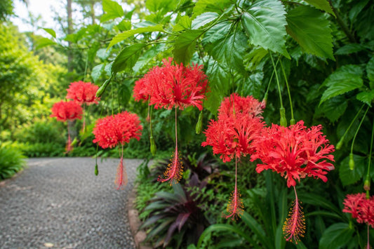 Rooted Chinese Lantern Hibiscus Starter Plant - Hibiscus schizopetalus, Fringed Petals, Potted, Exotic Garden Plant