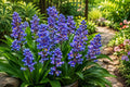 Sapphire Blue Ginger Live Starter Plant - Dichorisandra thyrsiflora - Tropical Foliage Plant for Indoor & Outdoor Gardens