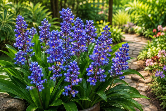 Sapphire Blue Ginger Live Starter Plant - Dichorisandra thyrsiflora - Tropical Foliage Plant for Indoor & Outdoor Gardens