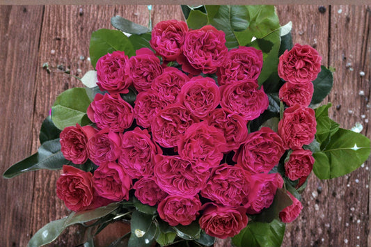 Pretty N Pink Rose 3 Cuttings â€“ Rosa hybrid