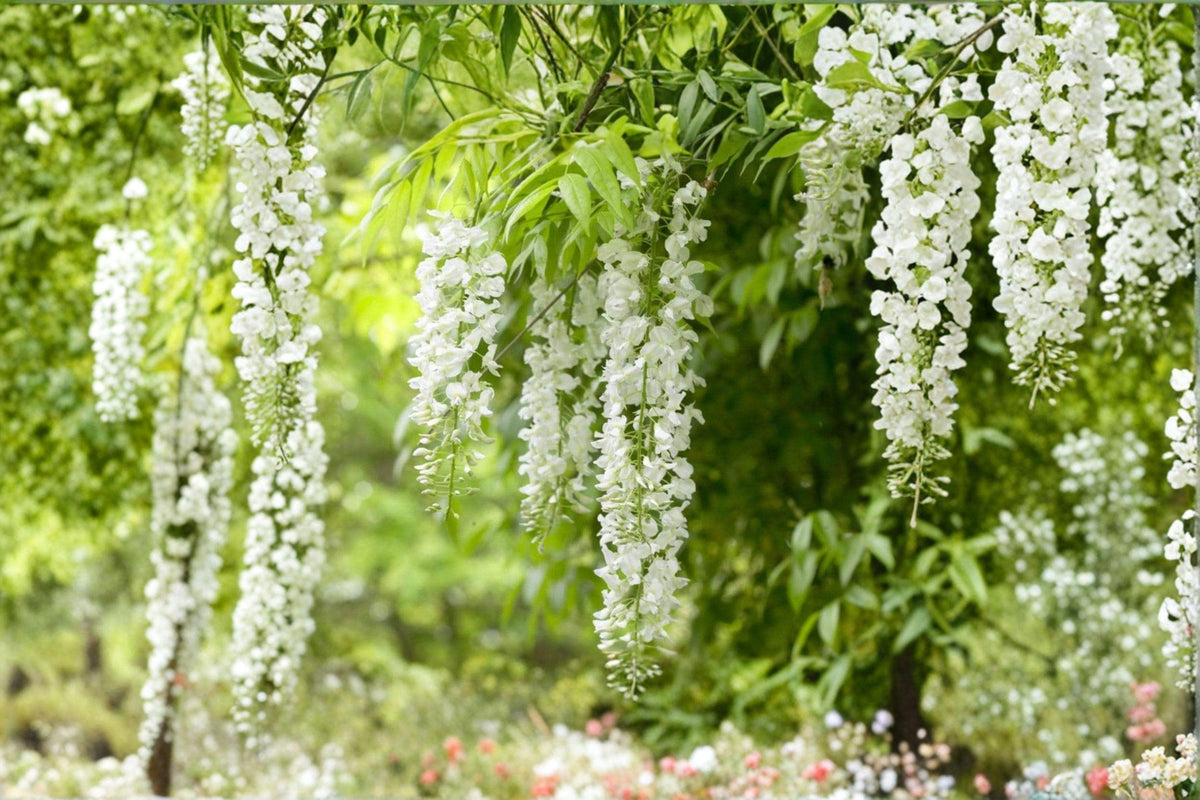 White Wisteria 5 Cuttings â€“ Wisteria floribunda