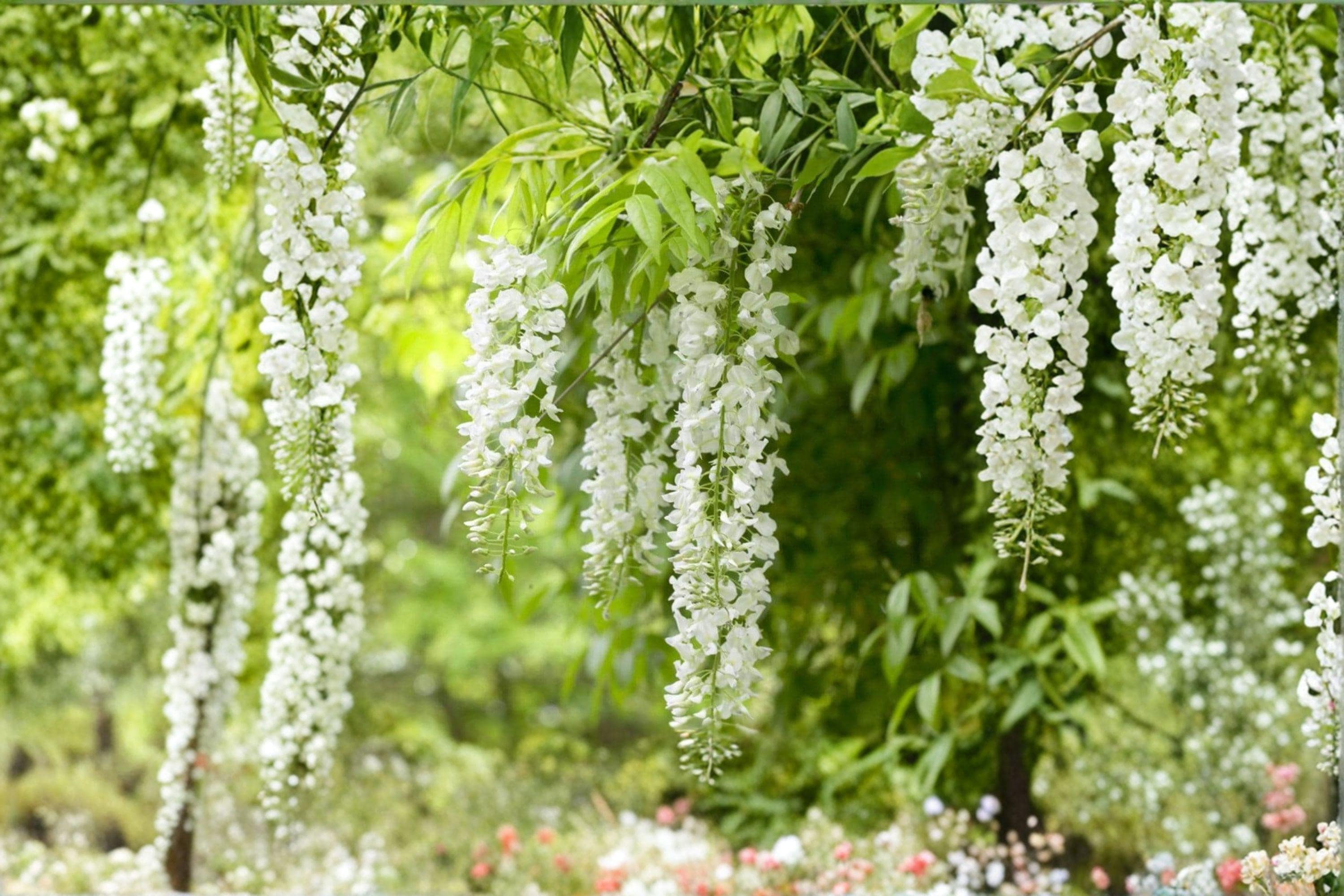 White Wisteria 5 Cuttings â€“ Wisteria floribunda