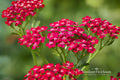 Dwarf Pink Sweet Alyssum Seeds, Fragrant Lobularia maritima, Low-Growing Flowering Plant for Borders & Containers, 100 Seeds