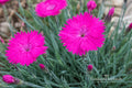 Standing Cypress Seeds – Red Wildflower for Gardens, Borders & Prairie, Ipomopsis rubra, Drought Tolerant, Pollinator Attracting