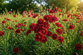 Ruby Red Coreopsis Seeds - 100 Heirloom Perennial Flower Seeds for Planting - Coreopsis tinctoria
