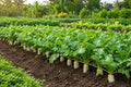 Daikon Radish Seeds, White Long Root Vegetable, Raphanus sativus, for Home Garden, Easy to Grow, Non-GMO, Fast Harvest
