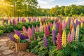 Russell Lupine Seeds - 120 Heirloom Flower Seeds for Tall Spikes - Easy to Grow Lupinus polyphyllus for Borders, Wildflower Gardens & Cut Flowers