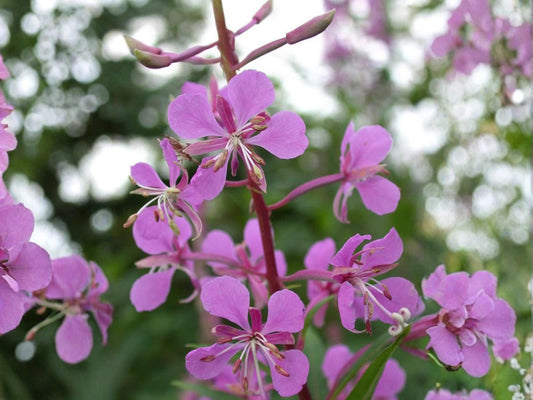 Fireweed Seeds – Chamaenerion angustifolium Wildflower Seeds for Pollinator Gardens, Woodland, Natural Landscape, 500 Seeds