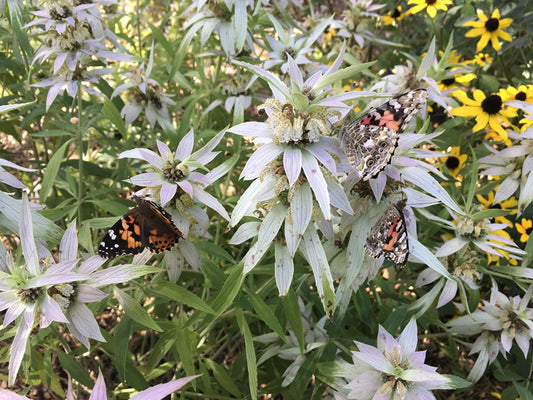 Spotted Bee Balm Seeds – Monarda punctata Wildflower Seeds for Pollinator Gardens, Cottage Garden, Natural Landscaping