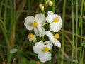 Common Arrowhead Seeds – Sagittaria latifolia Wetland Wildflower for Rain Gardens & Water Edges, 100 Seeds