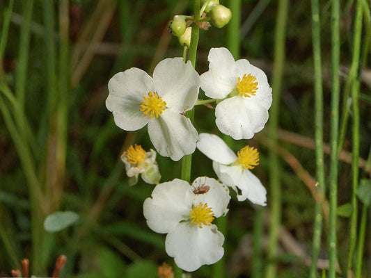 Common Arrowhead Seeds – Sagittaria latifolia Wetland Wildflower for Rain Gardens & Water Edges, 100 Seeds