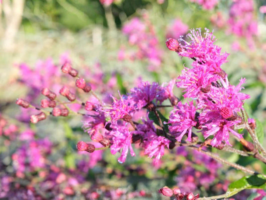 Tall Ironweed Seeds – Vernonia gigantea Wildflower Seeds for Pollinator Gardens, Cottage Garden, Naturalistic Planting