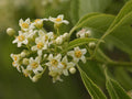 American Bittersweet Seeds – Celastrus scandens Vine Seeds for Trellis, Cottage Garden, Natural Fencing