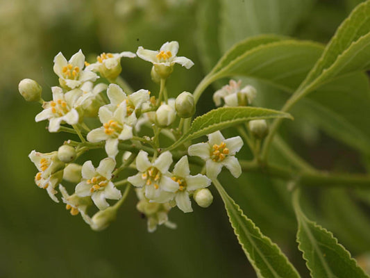American Bittersweet Seeds – Celastrus scandens Vine Seeds for Trellis, Cottage Garden, Natural Fencing