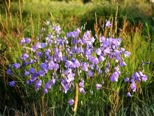 Wildflower Seeds – Campanula rotundifolia Harebells for Pollinator Gardens, Cottage, Meadow & Natural Landscapes