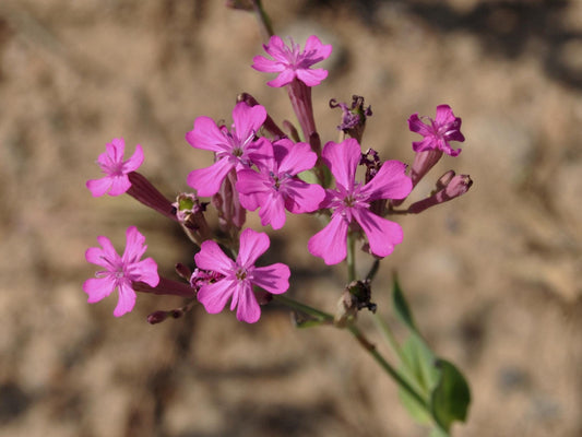 Wildflower Seeds for Pollinator Gardens – None So Pretty Catchfly (Silene armeria) Seed Packets, Cottage Garden, Meadow, Natural Landscaping