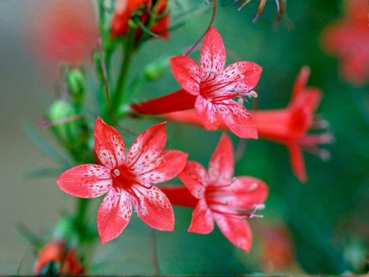Standing Cypress Seeds – Ipomopsis rubra Wildflower Seeds for Pollinator Gardens, Cottage, Meadow & Natural Landscapes
