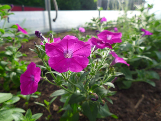 Wildflower Seeds – Shanin Wild Petunia (Petunia violacea) for Pollinator Gardens, Cottage Garden, Natural Landscape