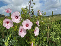 Rose Mallow Seeds – Hibiscus militaris Ornamental Tree Shrub Seeds for Landscape, Bonsai & Collector Gardens