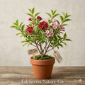 Leonardo Compact Leopard's Bane Live Plant – Yellow Daisy Perennial, Doronicum orientale, Compact Clumping Flowering Plant