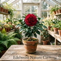 Roselle Seeds Hibiscus sabdariffa Edible Calyces & Leaves for Tea Culinary Use Pack of 10
