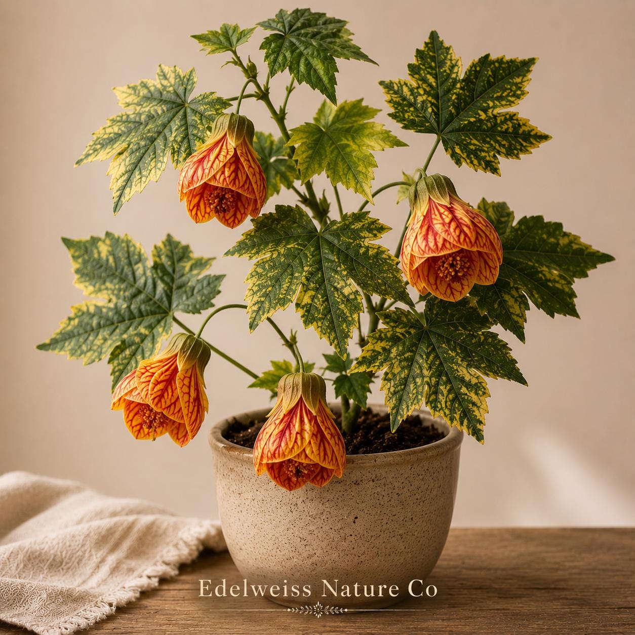 Blephilia ciliata Ohio Horsemint Seeds 300ct Native Perennial Pollinator Plant for Gardens & Containers